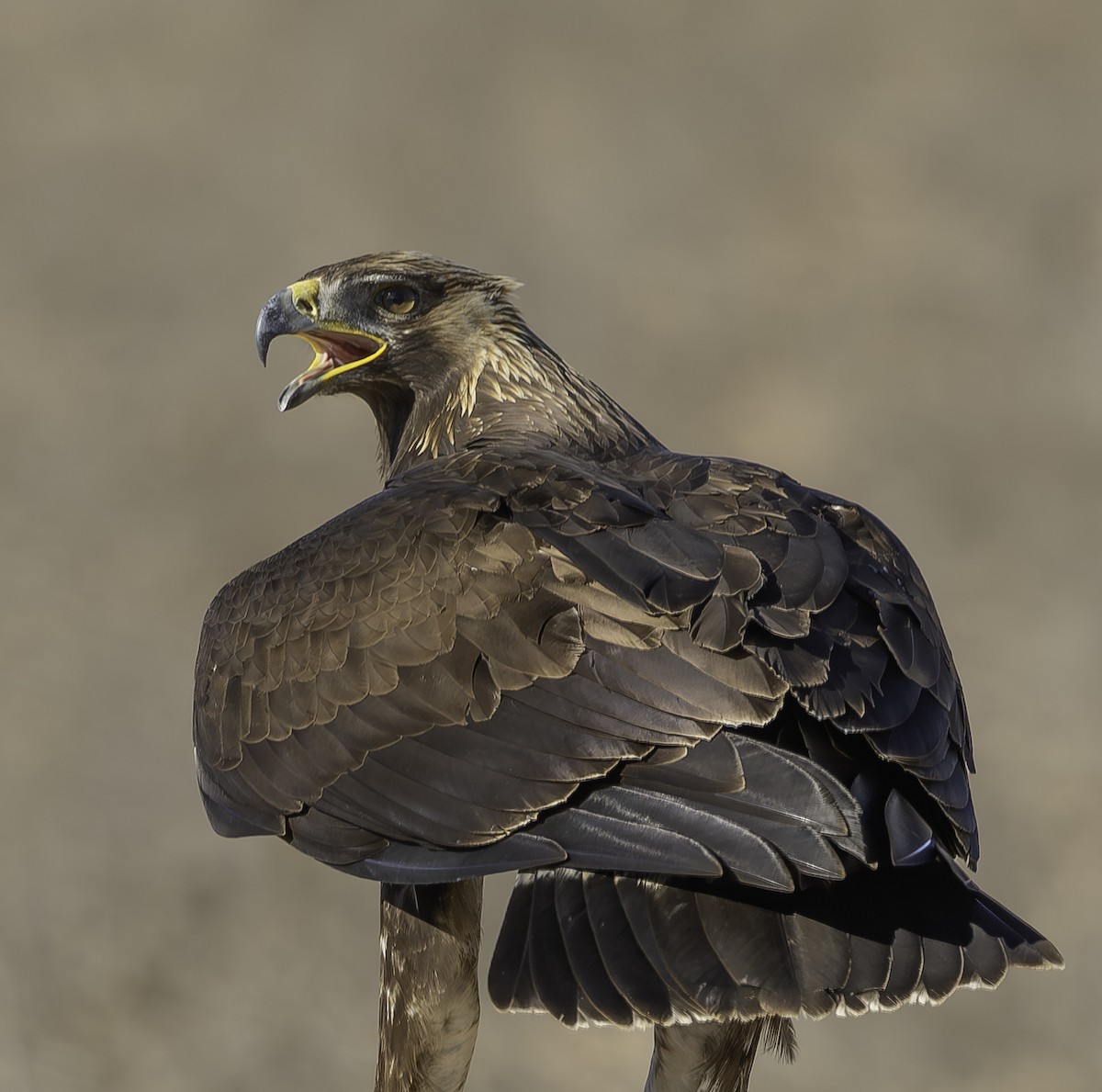 イヌワシ - ML646737503