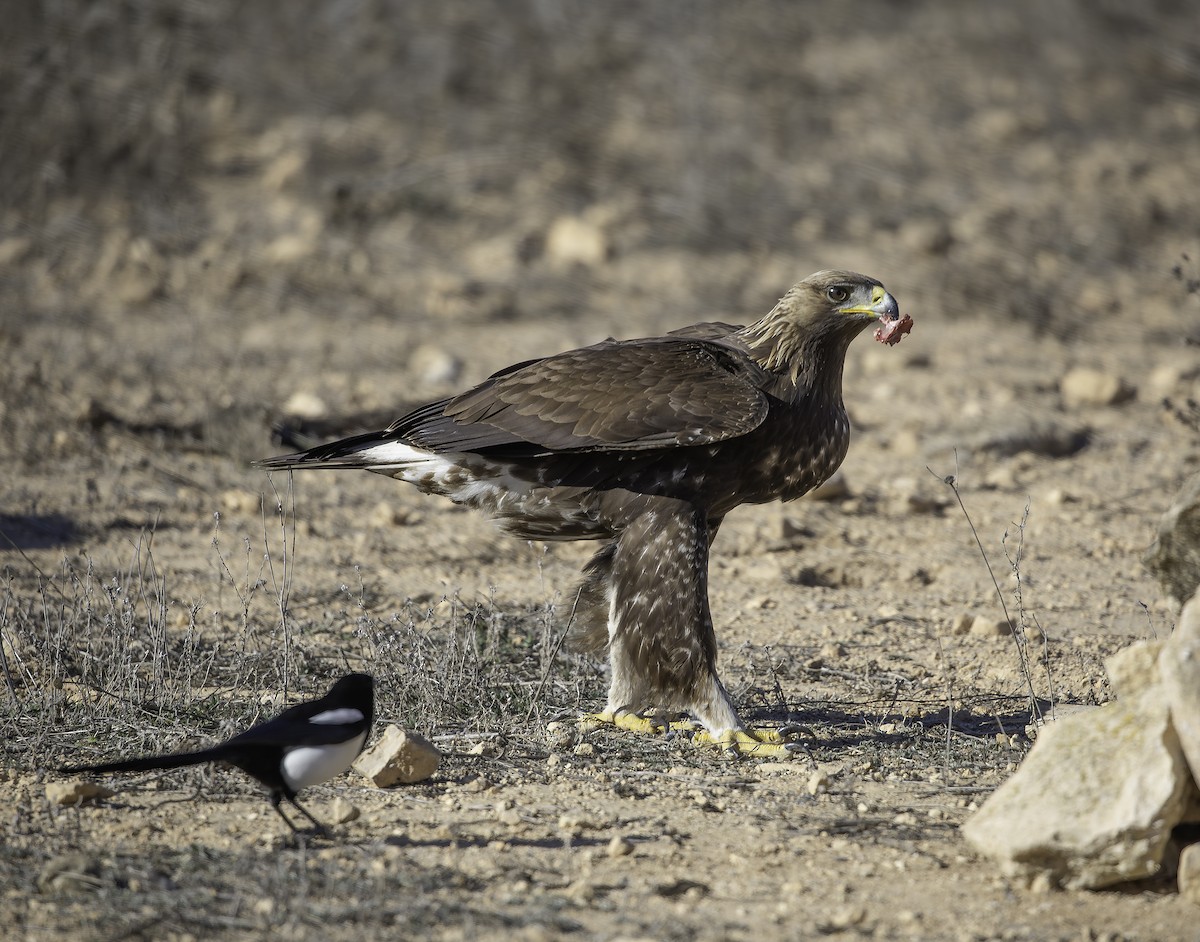 イヌワシ - ML646737504