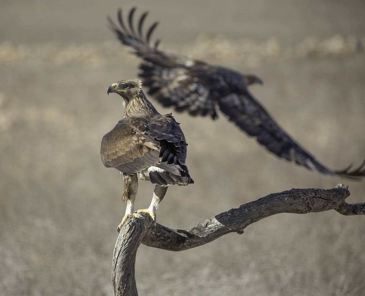 イヌワシ - ML646737505