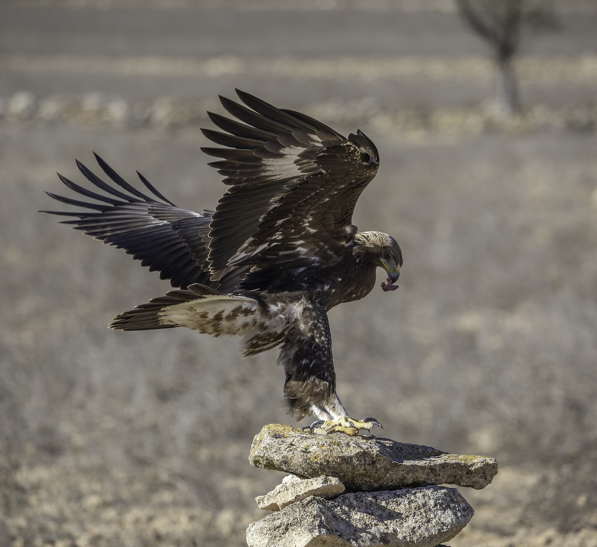 イヌワシ - ML646737506