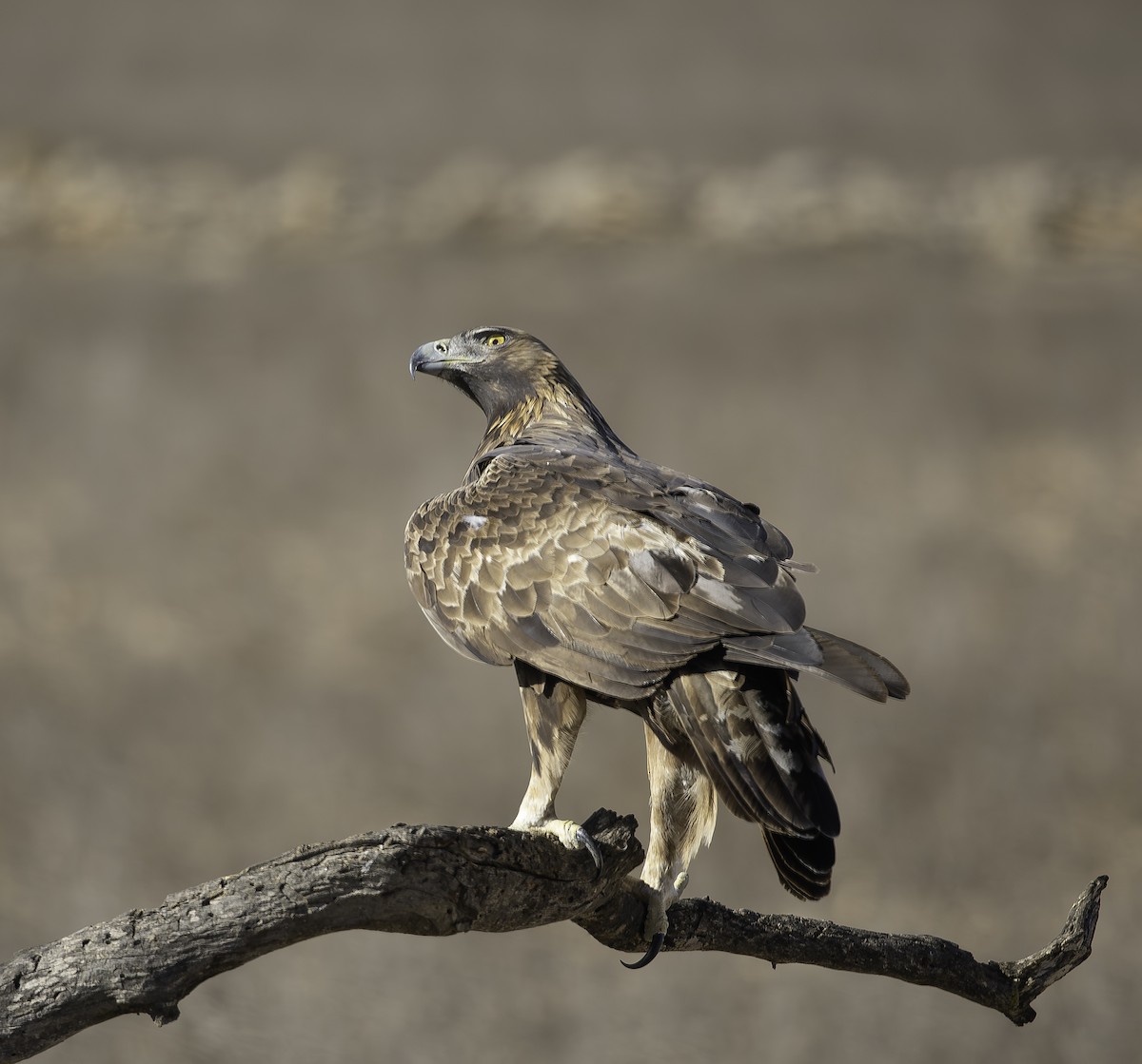 イヌワシ - ML646737507