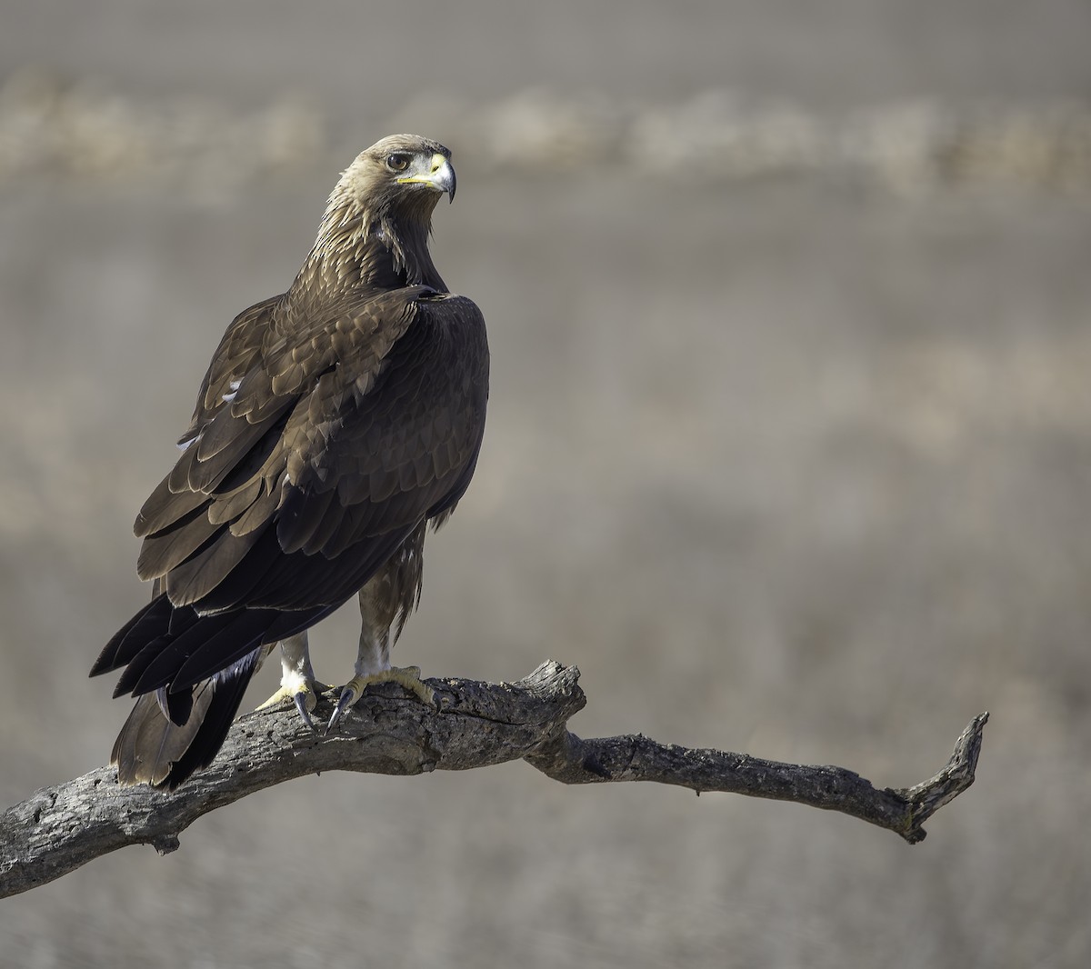 イヌワシ - ML646737508