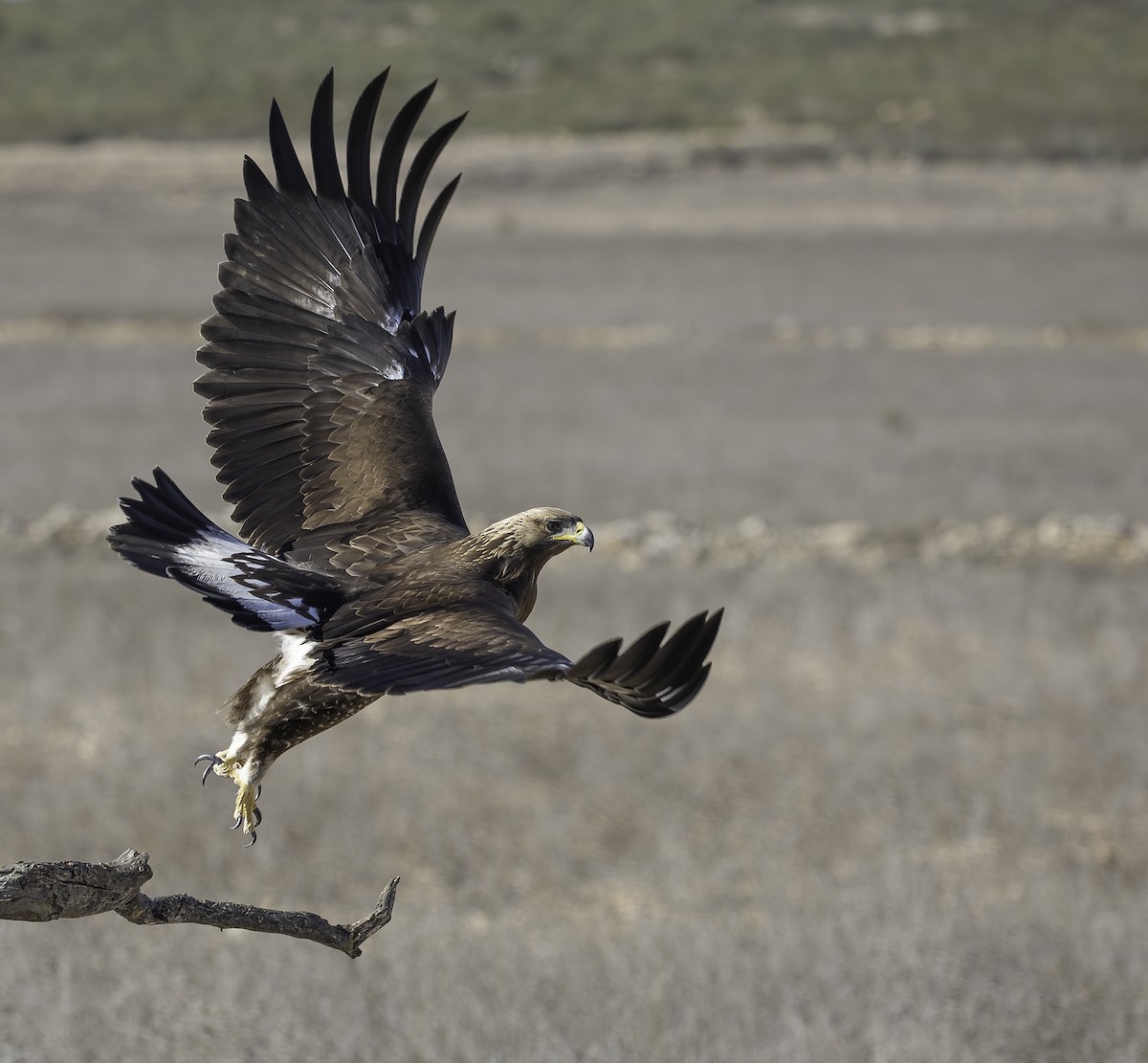 イヌワシ - ML646737509