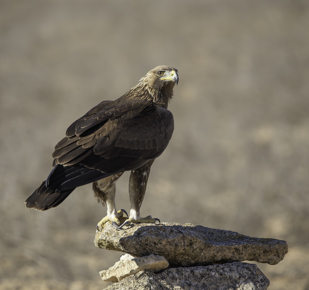 イヌワシ - ML646737510