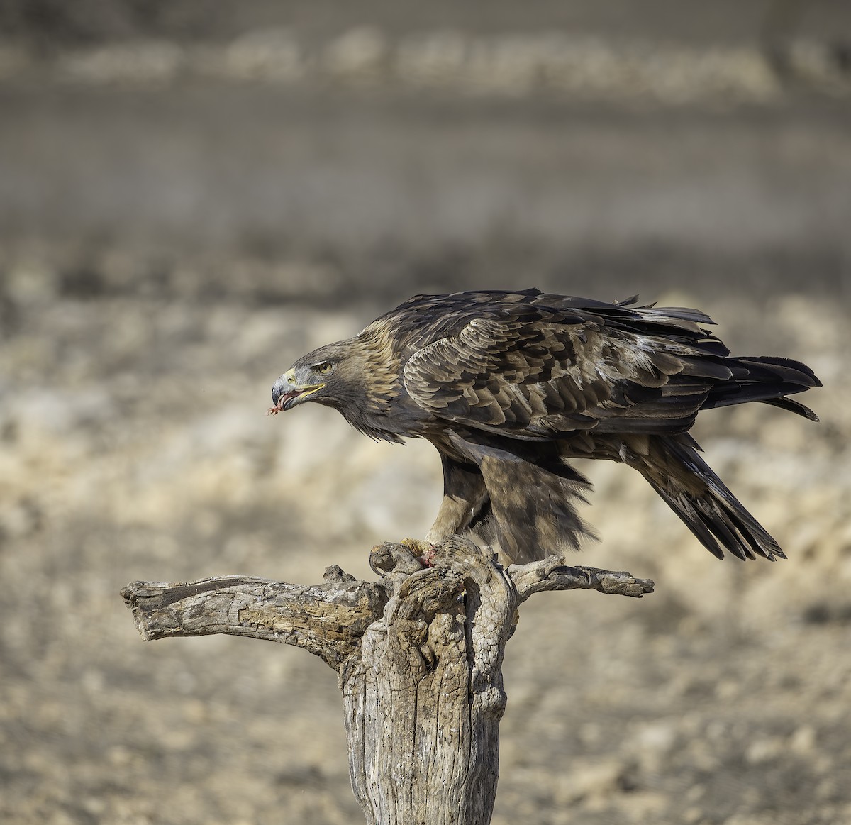 イヌワシ - ML646737512