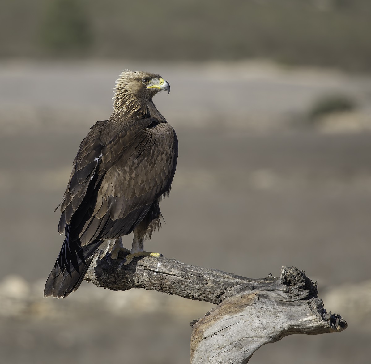 イヌワシ - ML646737513