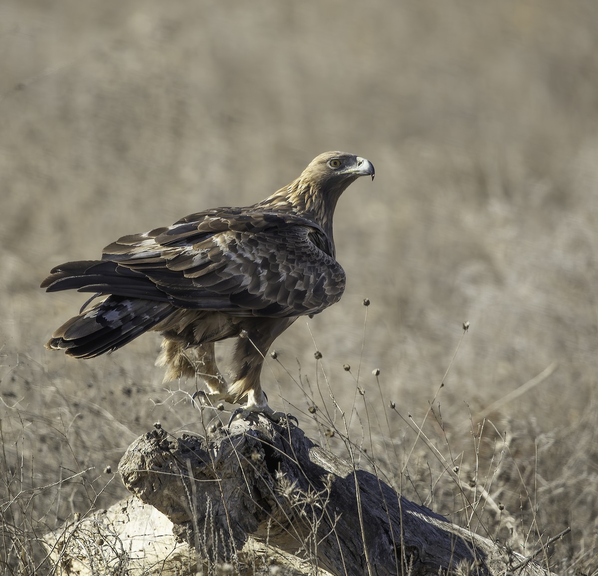 イヌワシ - ML646737514