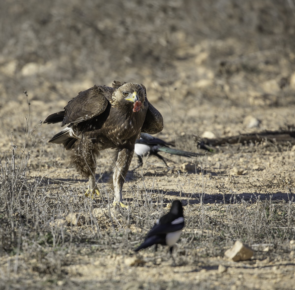 イヌワシ - ML646737515