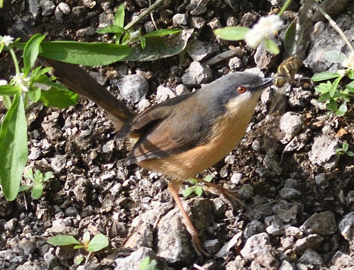 Ashy Prinia - ML646737516
