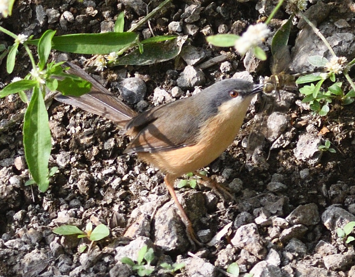 Ashy Prinia - ML646737517