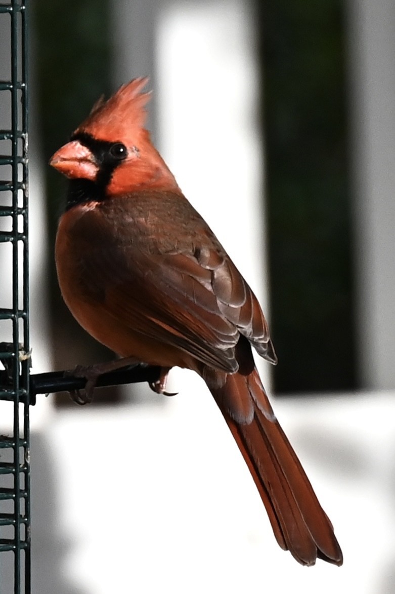 Northern Cardinal - ML646737518