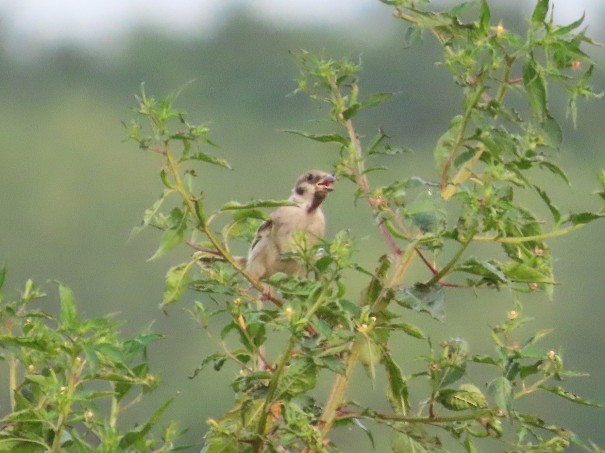 Landa-txolarrea - ML646737523