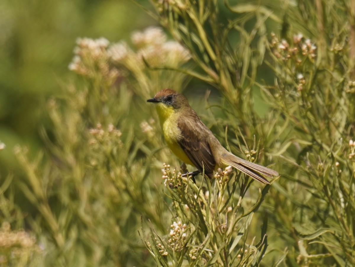 Ticking Doradito - ML646737524
