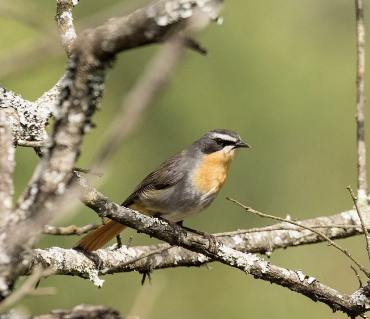 Cape Robin-Chat - ML646737525