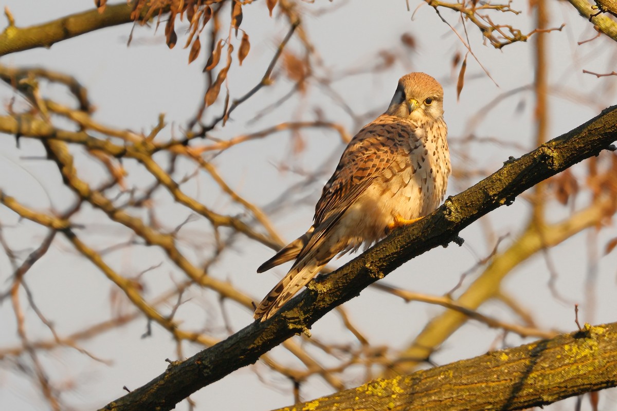 poštolka obecná - ML646737526