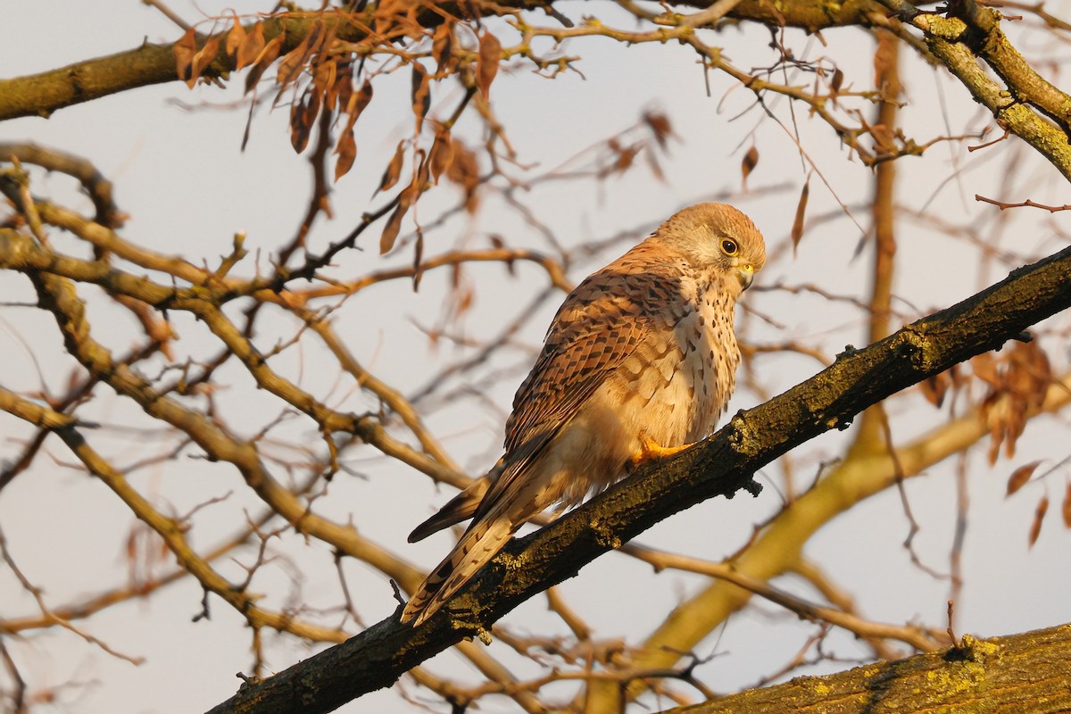 poštolka obecná - ML646737527