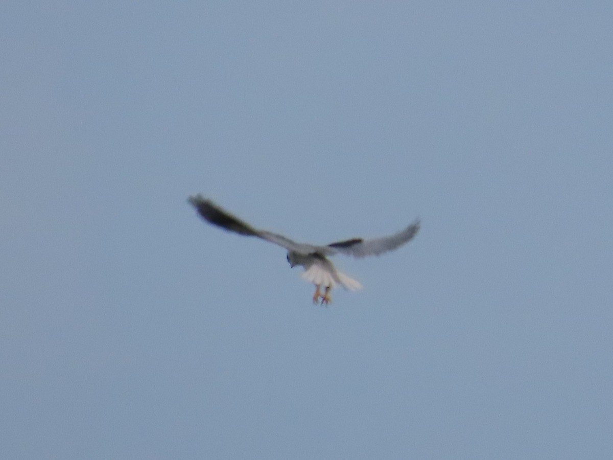 Elano urdina - ML646737529