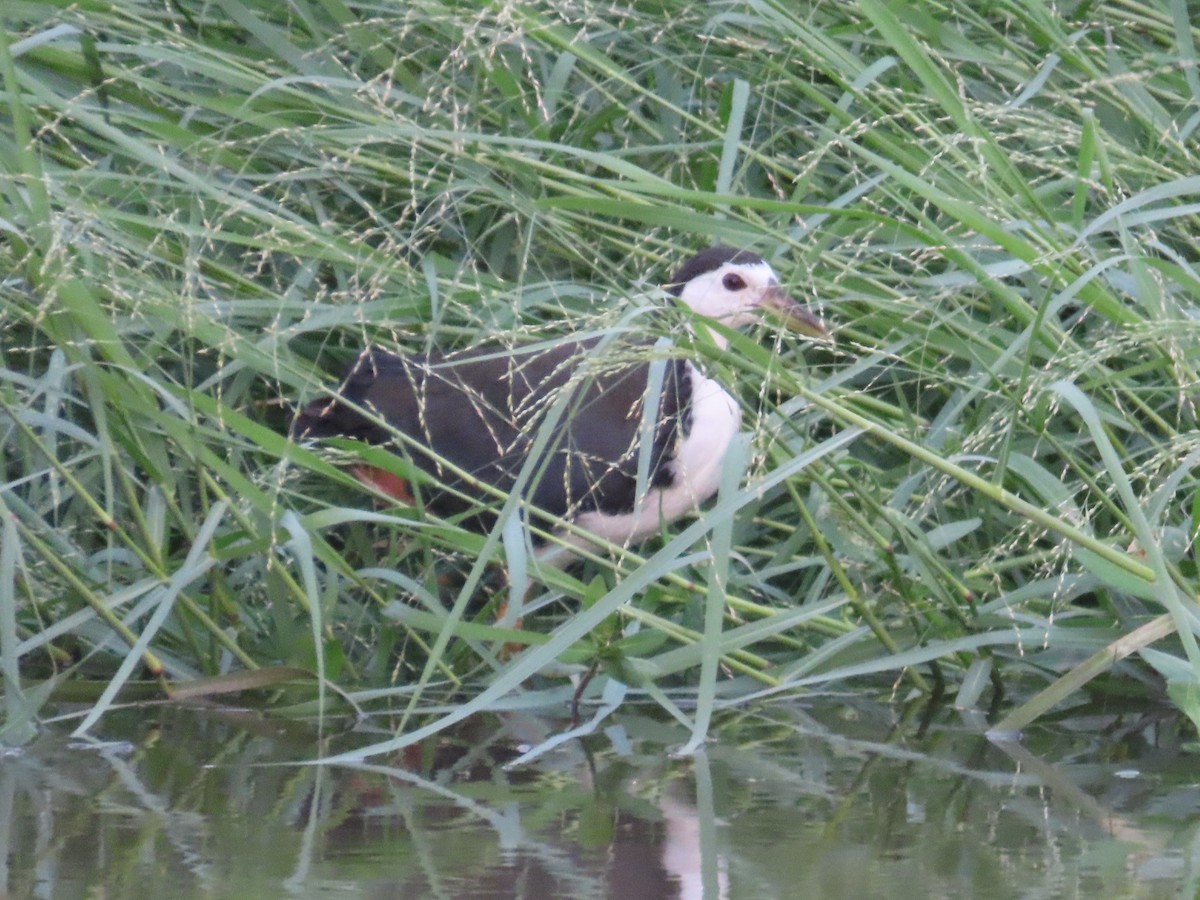 White-breasted Waterhen - ML646737531