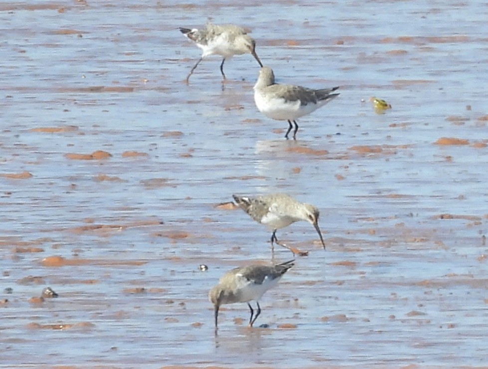 Correlimos Zarapitín - ML646737533