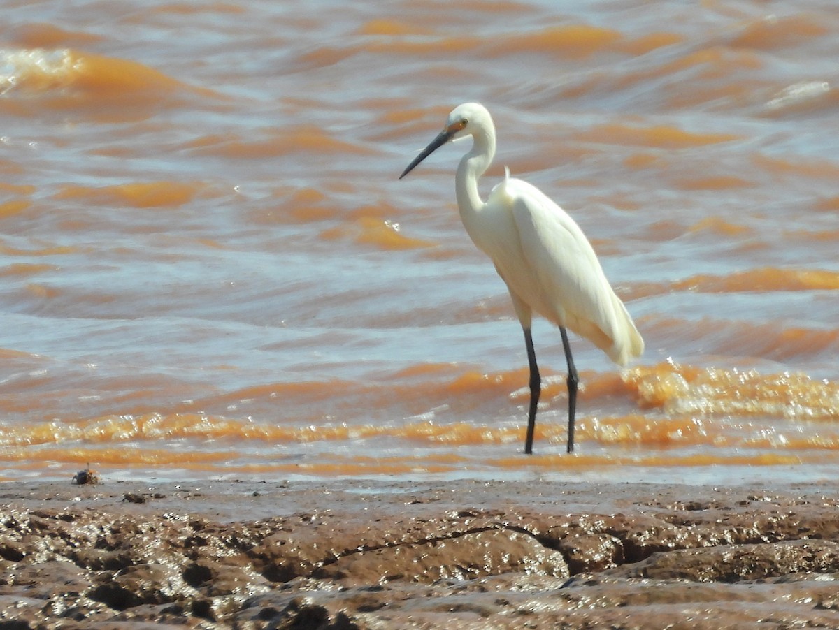 Garceta Común (Biforme) - ML646737534