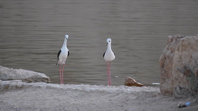 Zankaluze eurasiarra - ML646737539