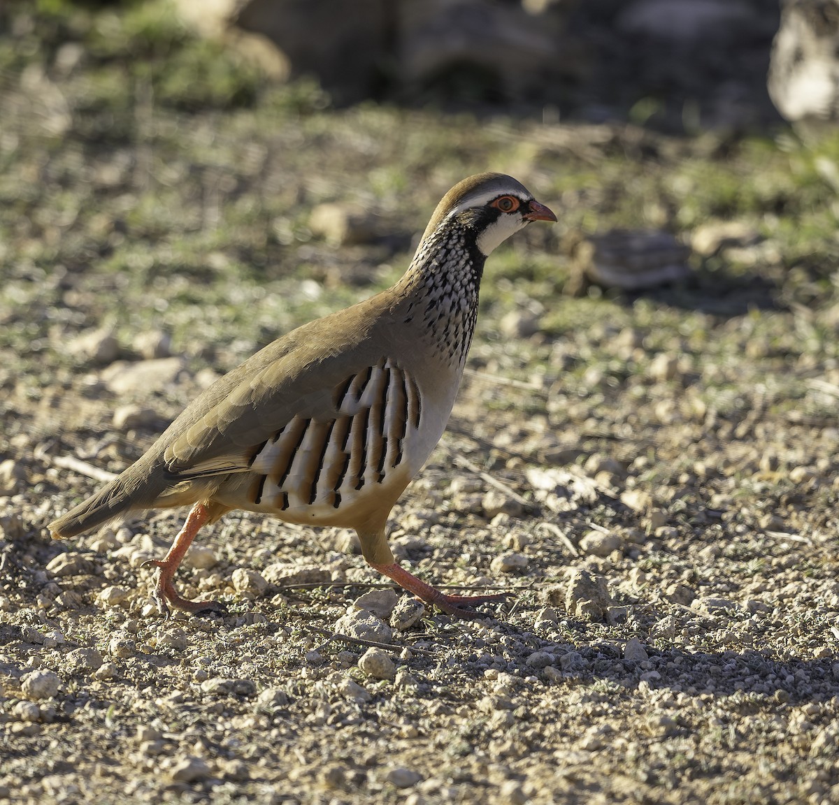 アカアシイワシャコ - ML646737540