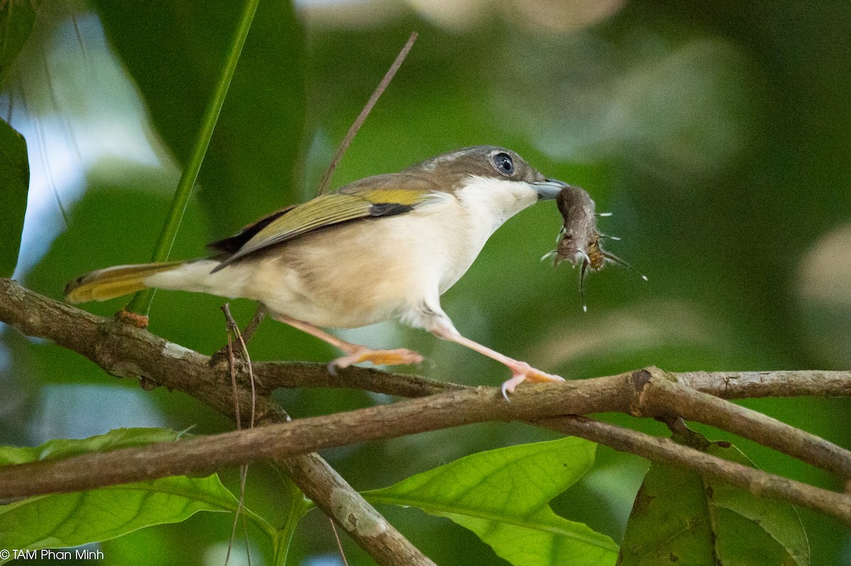 Vireo Alcaudón Cejiblanco (annamensis) - ML646737545