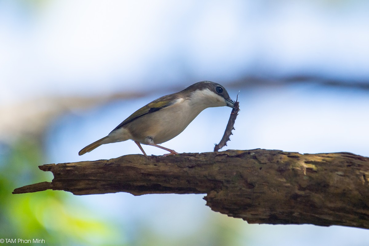 Vireo Alcaudón Cejiblanco (annamensis) - ML646737550