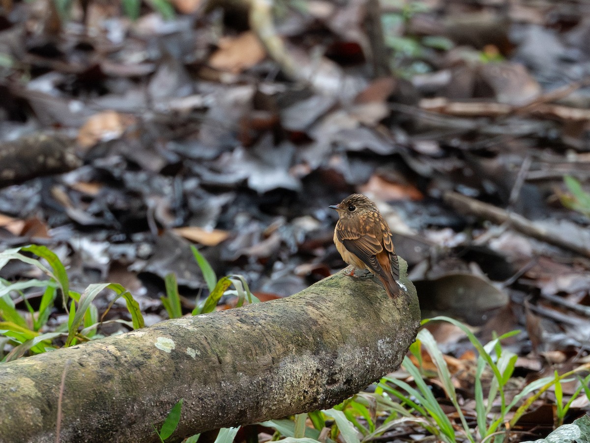 Мухоловка руда - ML646737552