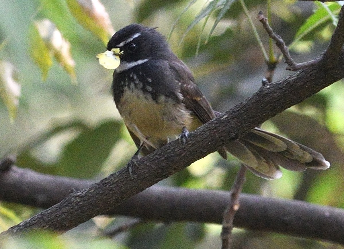 Spot-breasted Fantail - ML646737553