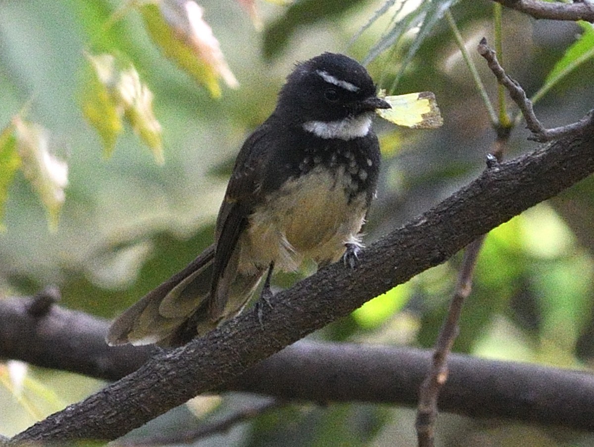 Spot-breasted Fantail - ML646737554