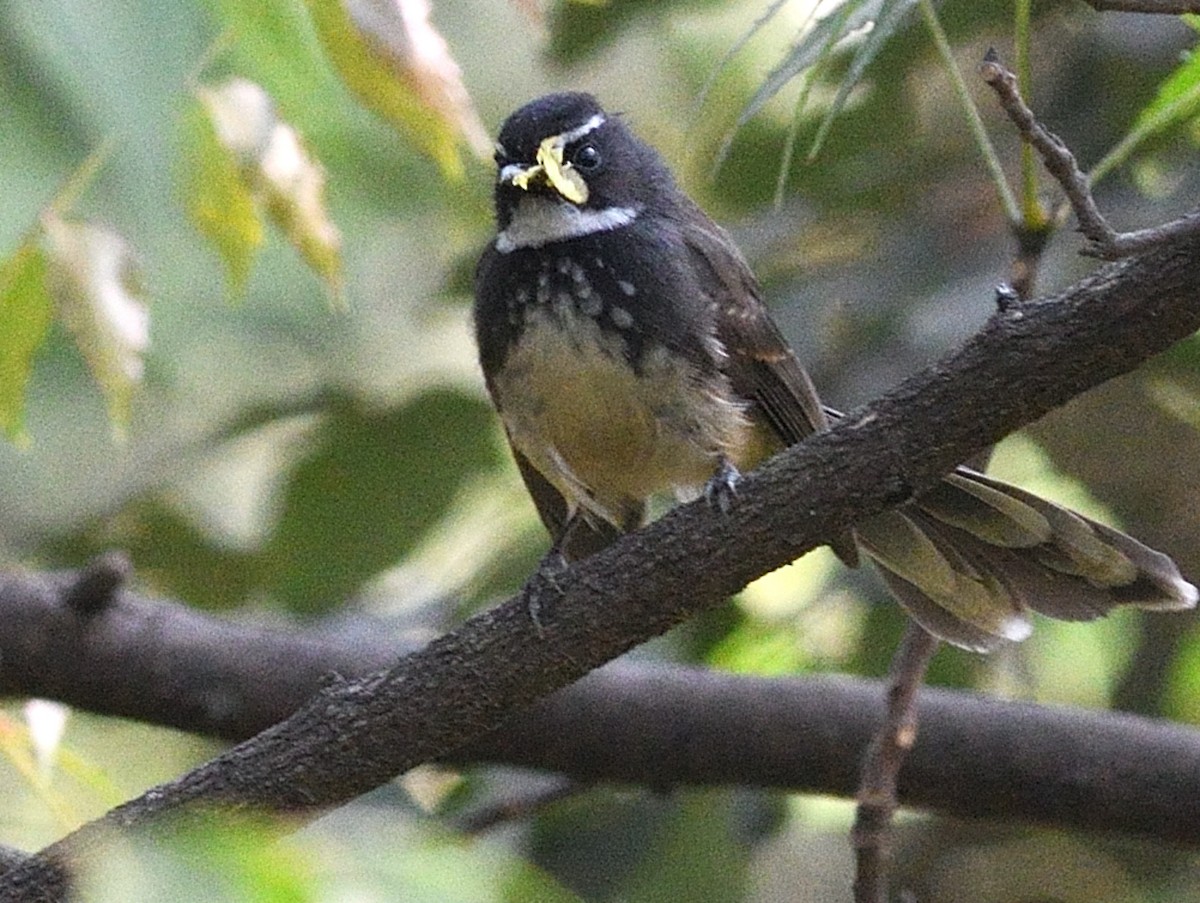 Spot-breasted Fantail - ML646737555
