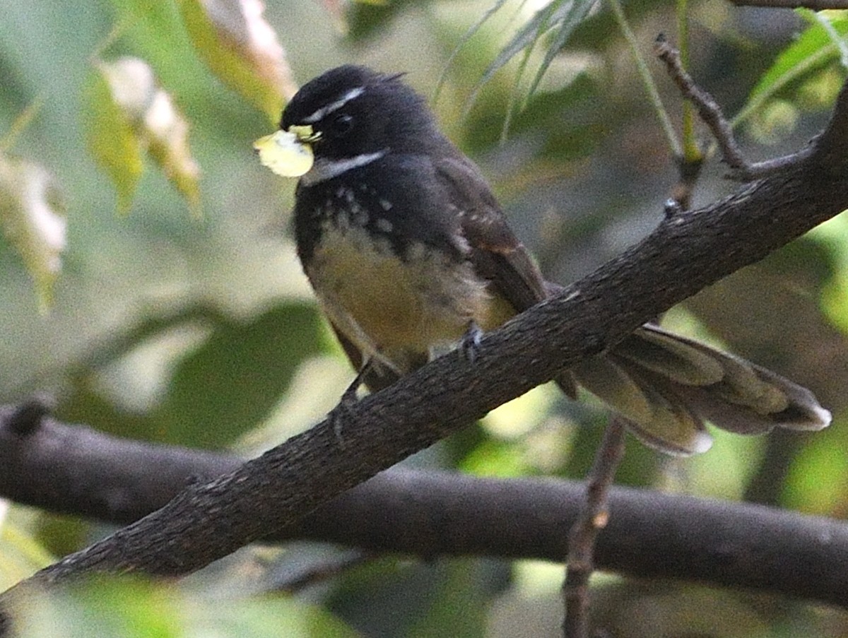 Spot-breasted Fantail - ML646737556
