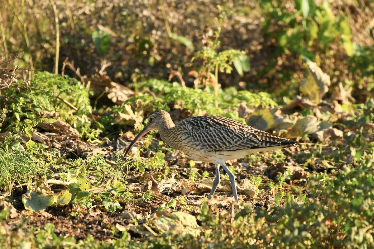 Eurasian Curlew - ML646737557