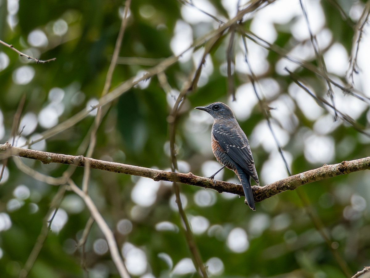 Скеляр синій (підвид philippensis) - ML646737558