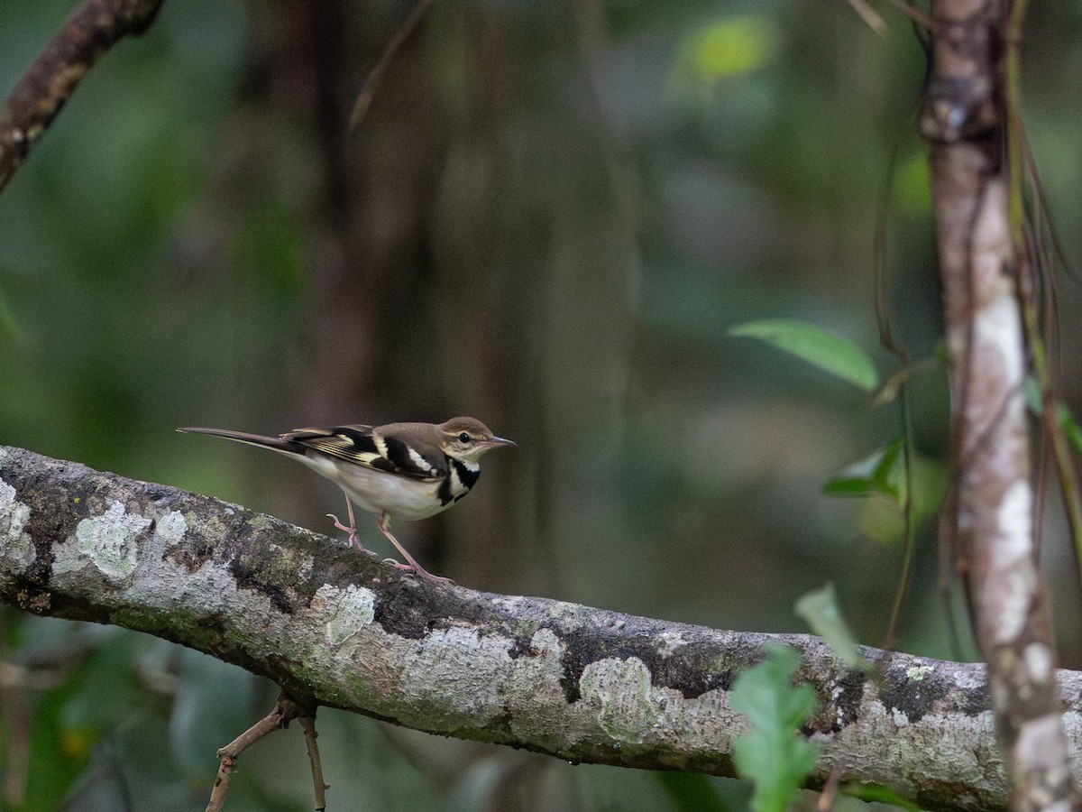 Плиска деревна - ML646737560