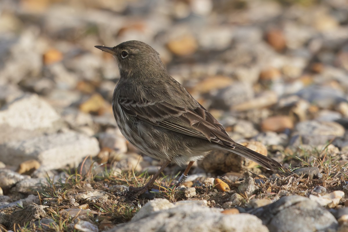 Rock Pipit - ML646737561