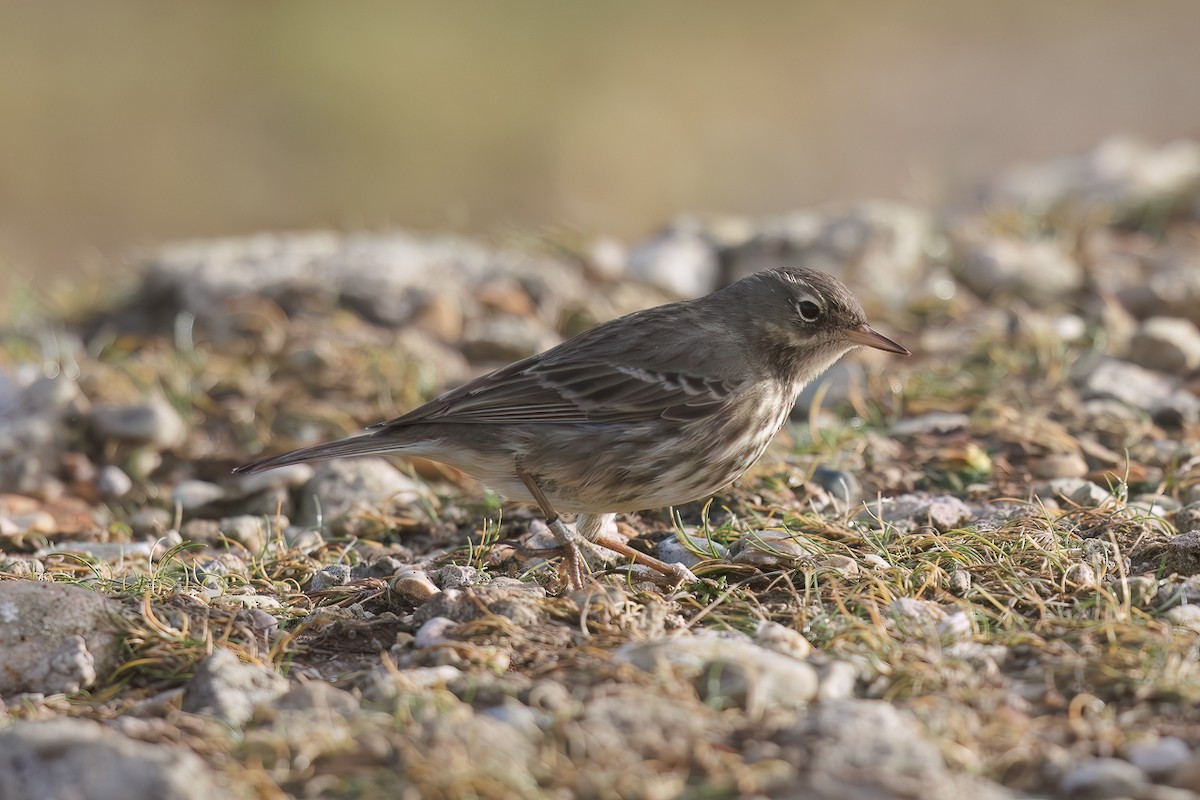 Rock Pipit - ML646737562