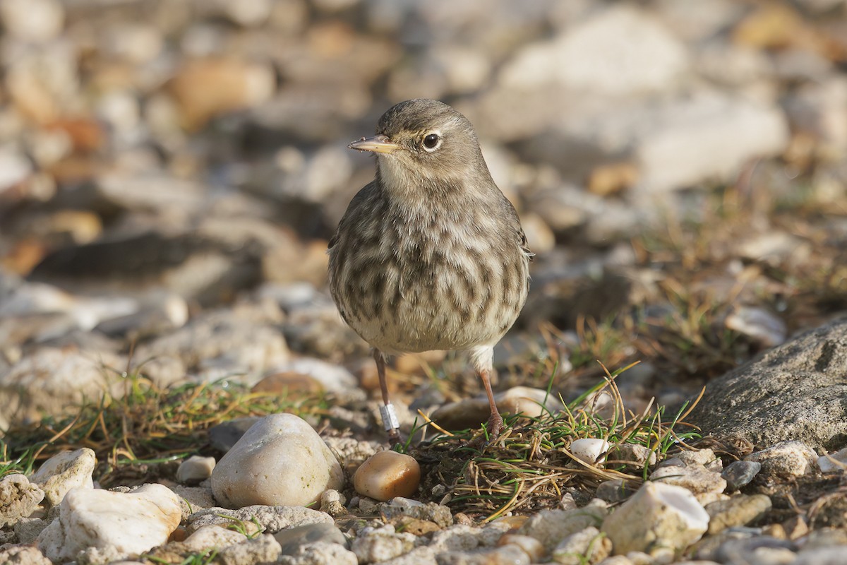 Rock Pipit - ML646737563