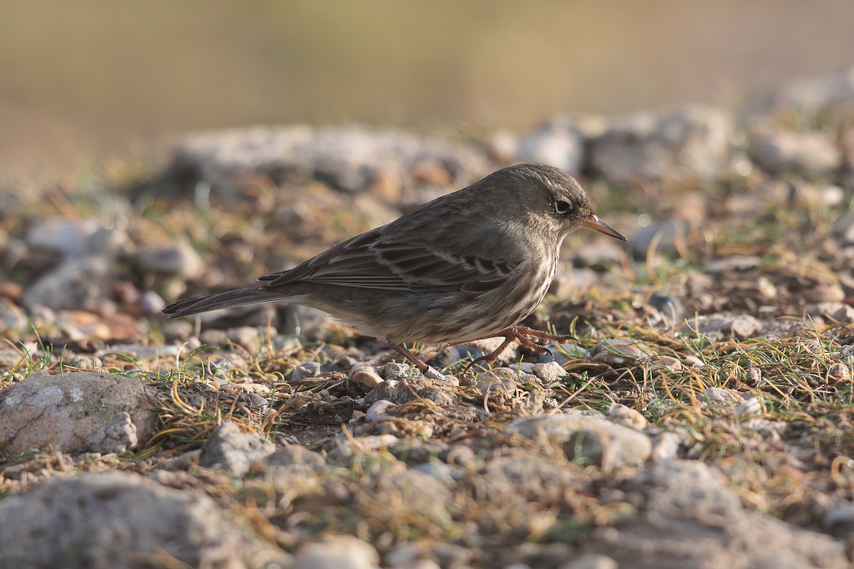 Rock Pipit - ML646737564
