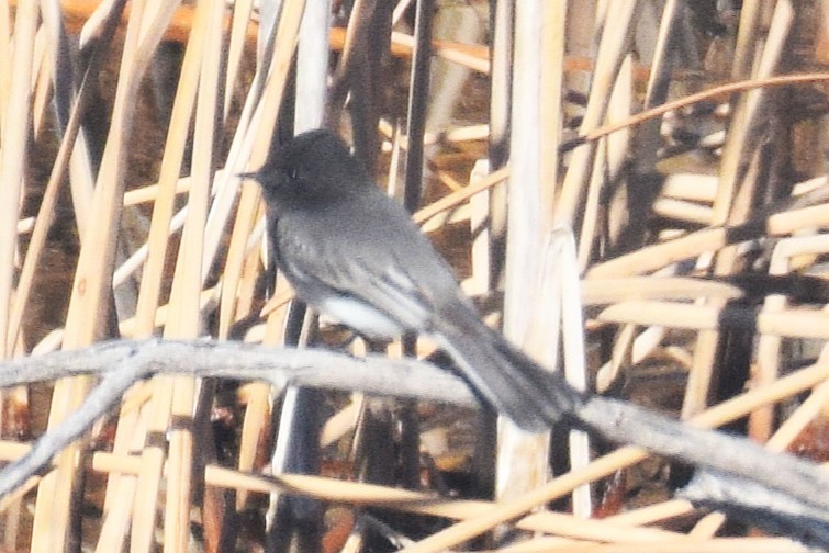 Black Phoebe - ML646737566