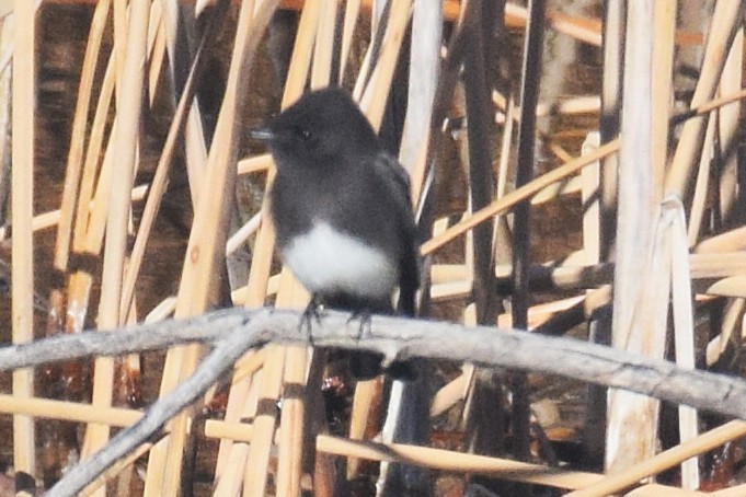 Black Phoebe - ML646737567
