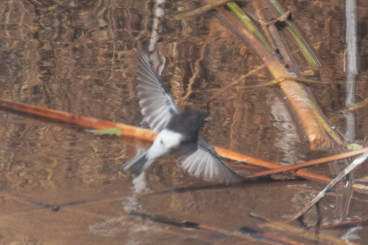 Black Phoebe - ML646737568