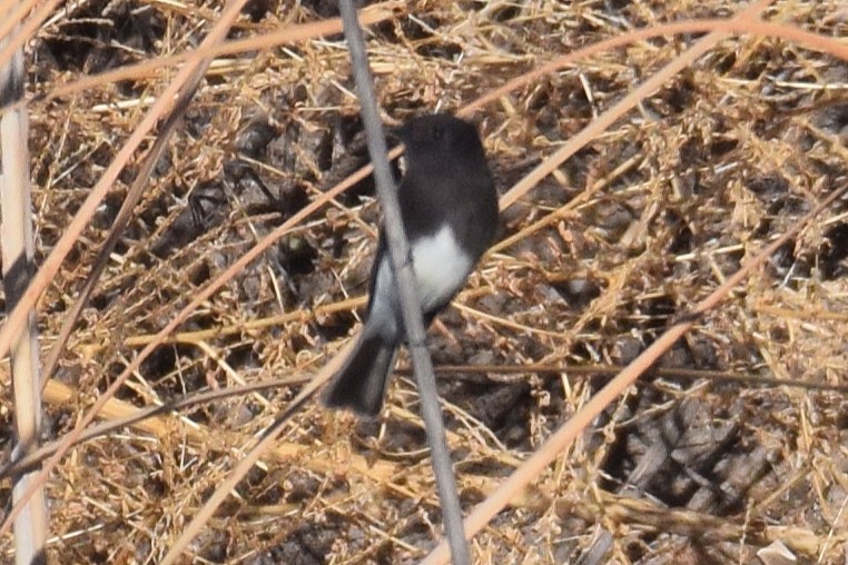 Black Phoebe - ML646737569