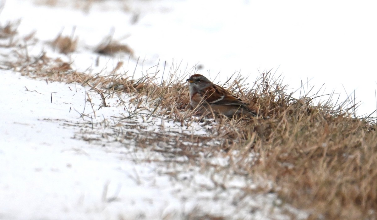 American Tree Sparrow - ML646737573