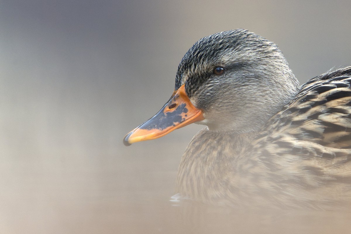 Mallard - ML646737575