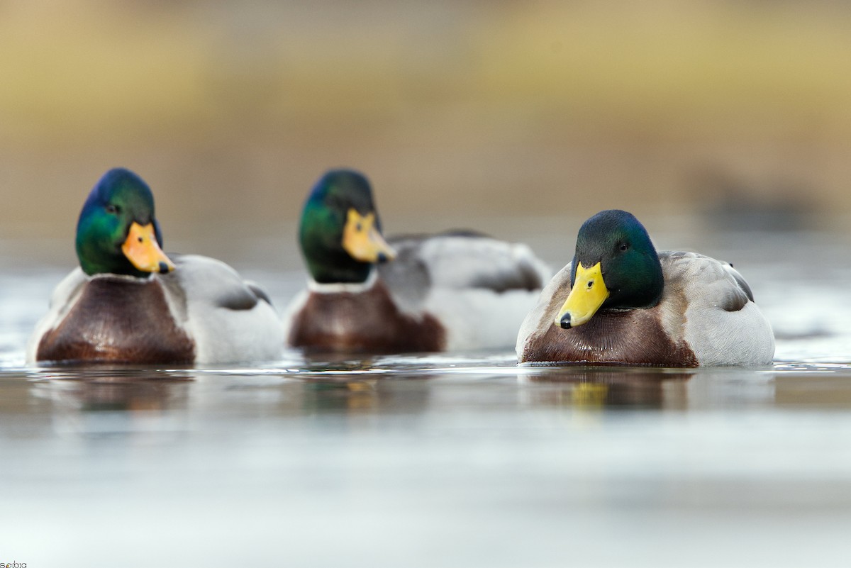 Mallard - ML646737576