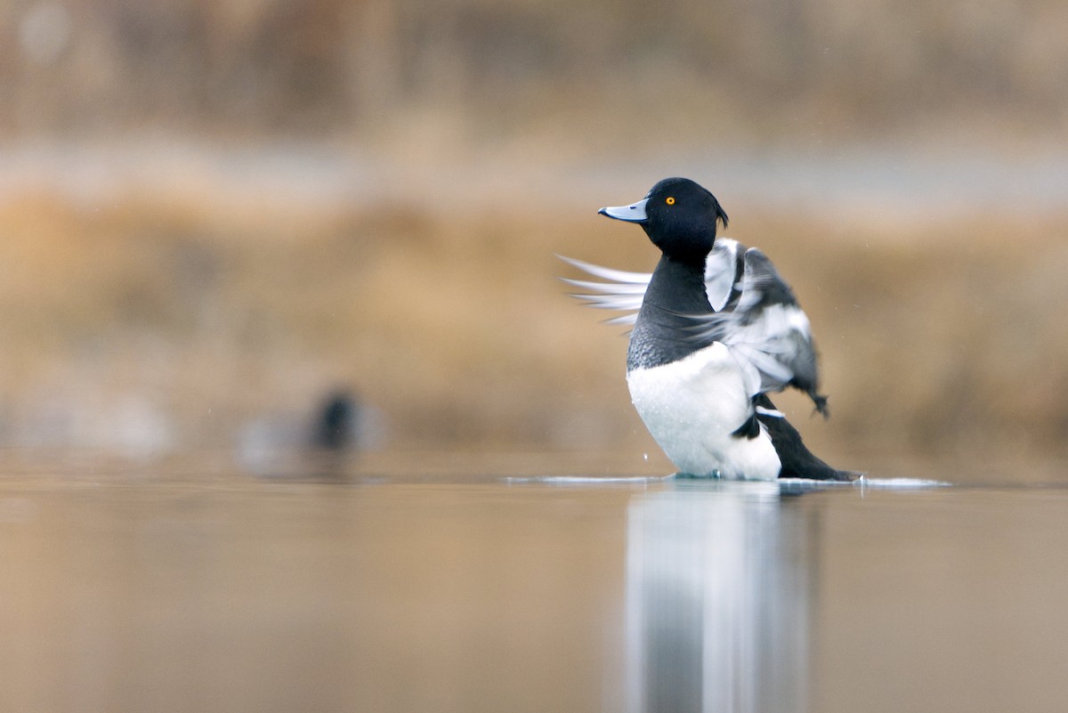 Tufted Duck - ML646737580