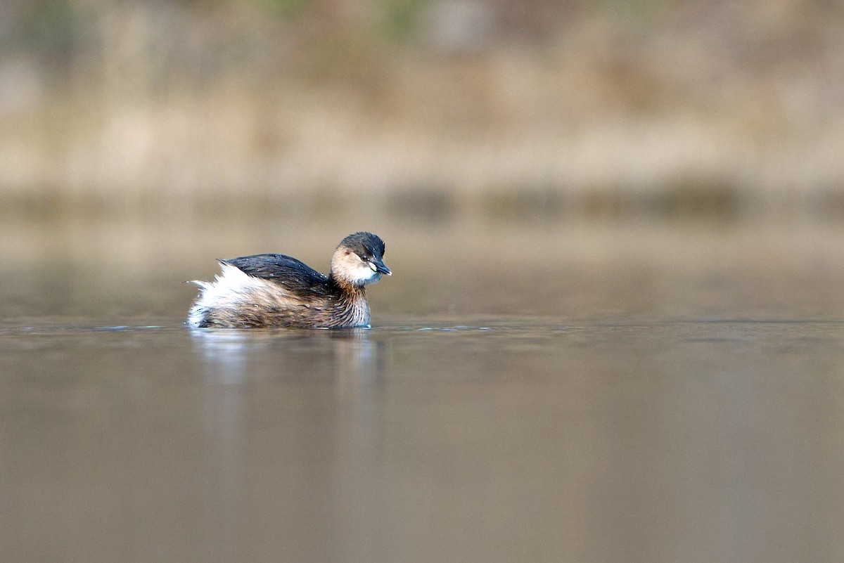 Little Grebe - ML646737582