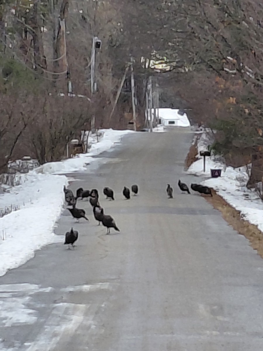 Indioilar arrunta - ML646737583